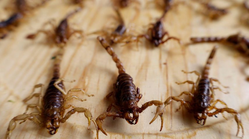 About a dozen scorpions lined up on a wooden surface