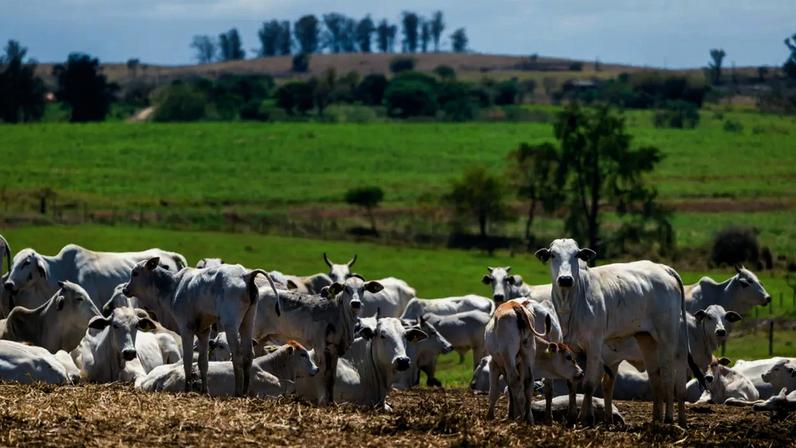 O principal destaque da economia no período foi o setor da agropecuária, que apresentou crescimento de 2%. (Maira Erlich/Bloomberg/Getty Images)