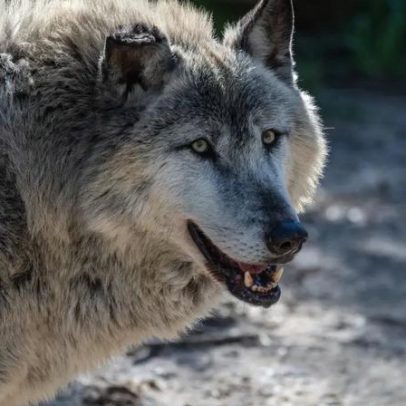 Como a presença humana muda o comportamento e o habitat de animais
