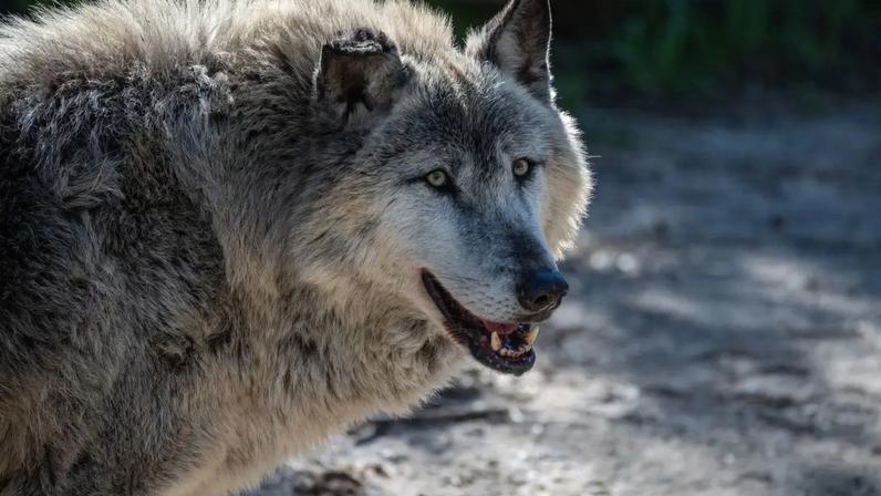 Lobo-cinzento