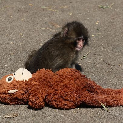 Filhote de macaco viral com pelúcia vira astro no Japão