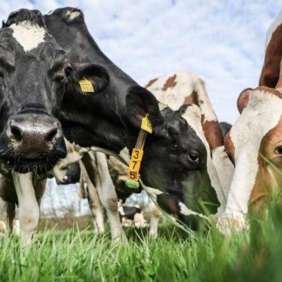 Vacas reconhecem rosto e voz de pessoas familiares