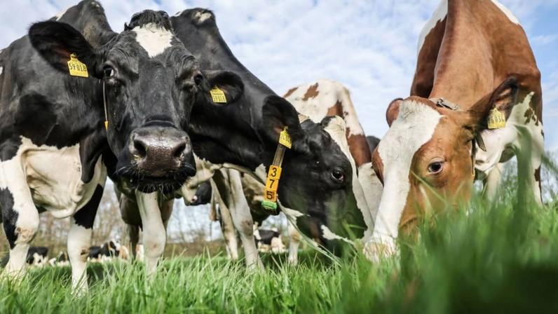 A capacidade de reconhecimento de vários animais já foi estudada, mas vacas ficaram para trás nesse contexto