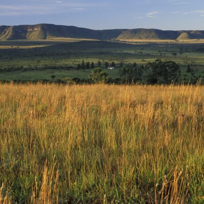 Parque Nacional avalia ataque de onça a criança na Chapada
