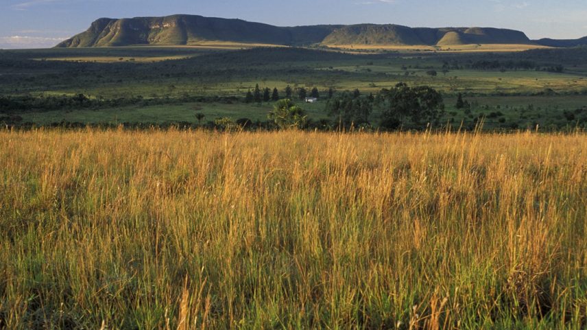 Imagem mostra uma vegetação do Cerrado no Parque Nacional da Chapada dos Veadeiros, em Goiás