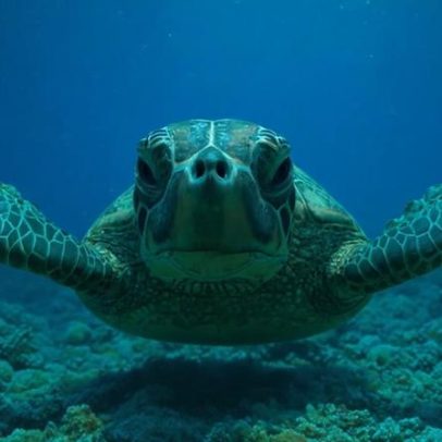 Oceano movimenta US$ 2,6 trilhões globalmente; Brasil ainda navega lentamente