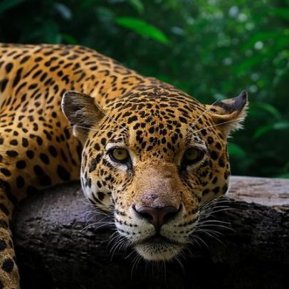 Mata Atlântica registra recorde de fauna com queda de 29% no desmatamento