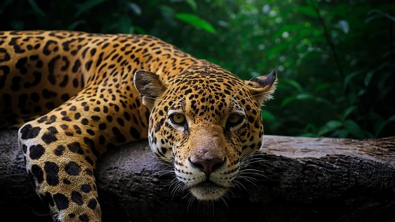 Flagrada mais de 700 vezes nas áreas monitoradas de São Paulo, a onça-pintada é uma das espécies cuja presença na Mata Atlântica é considerada rara (Kim Schandorff/Getty Images)