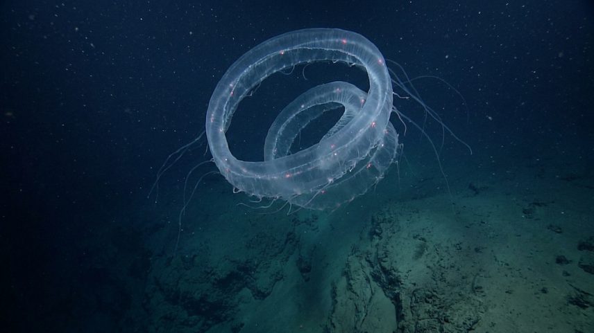 Cientistas encontram criatura marinha gigante em espiral a 630 m de profundidade
