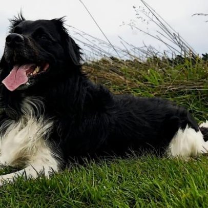 Stabyhoun: características do cachorro da raça holandesa