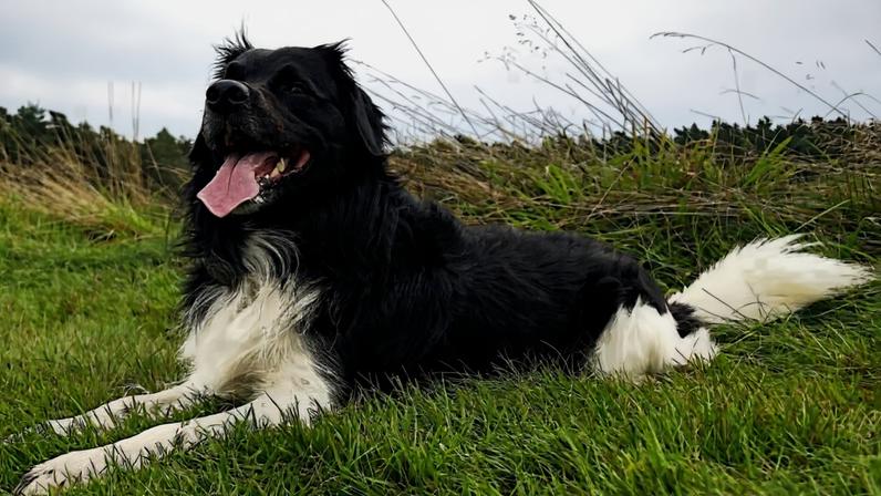 Stabyhoun: conheça as características do cachorro dessa raça