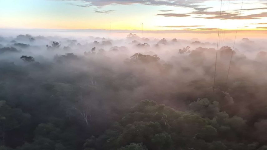 Camada densa de névoa acima da copa das árvores da floresta amazônica (Imagem: Bruna Sebben/ Acervo Pessoal)