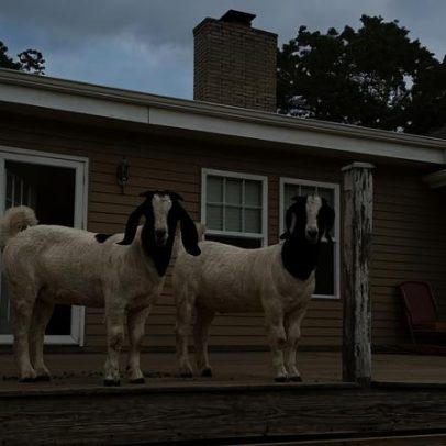 Cabras de estimação salvam família presa em destroços de casa após tornado
