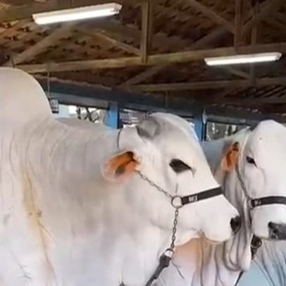 Pecuaristas investem em genética e tecnologia para produção em regiões tropicais