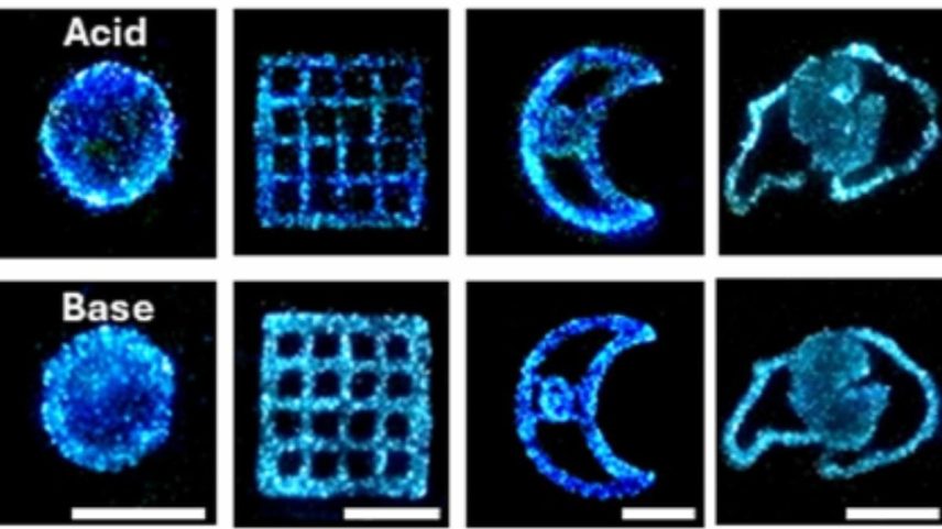 Cientistas criam luz viva sem eletricidade usando algas brilhantes