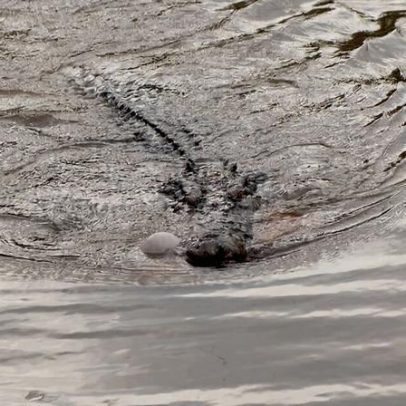 Destruição de áreas úmidas impulsiona ataques de crocodilos em Bangka, Indonésia