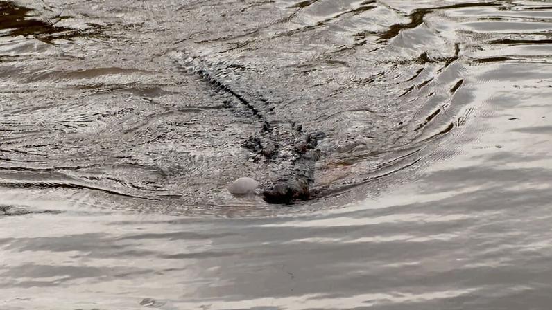 Destruição de áreas úmidas impulsiona ataques de crocodilos em Bangka, Indonésia