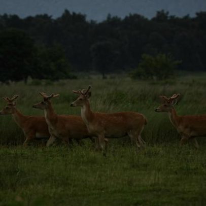 Cervo-do-pântano raro prospera em novo lar na Índia