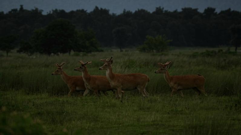 Hard-ground swamp deer in their new habitat in Satpura Tiger Reserve. Image courtesy of L. Krishnamoorthy.