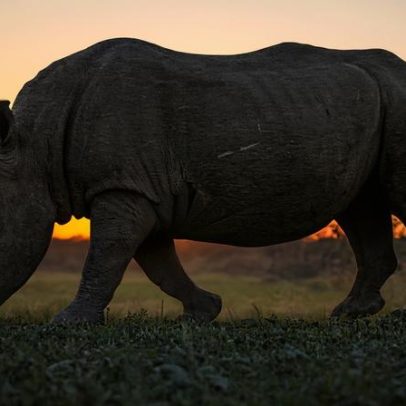 Suspeito de caça de rinocerontes morto a tiros na África do Sul após fiança