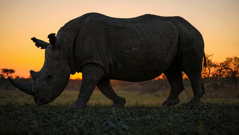 Suspeito de caça de rinocerontes morto a tiros na África do Sul após fiança