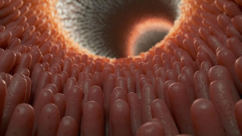 Intestino pode influenciar doenças cardíacas no diabetes. (Foto: Science Photo Library via Canva)