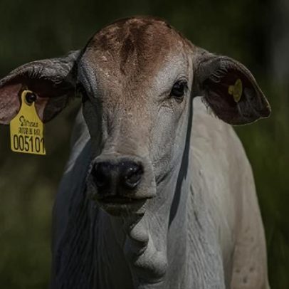 Brasil corre contra o tempo para cumprir rastreabilidade exigida pela UE