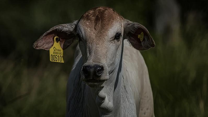 Bezerro já com brinco de identificação