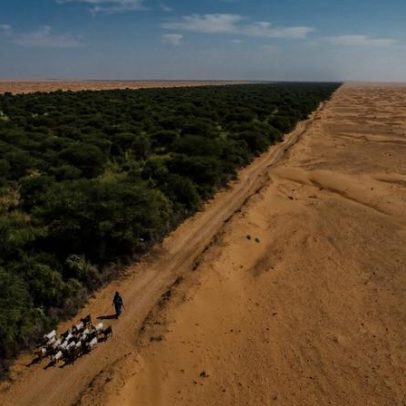 11 países africanos erguem muro verde de 8 mil km contra o avanço do deserto