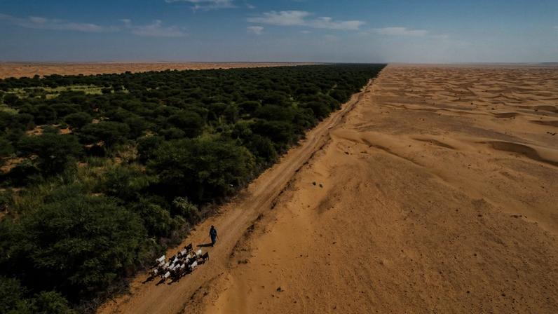 11 países africanos erguem muro verde de 8 mil km contra o avanço do deserto