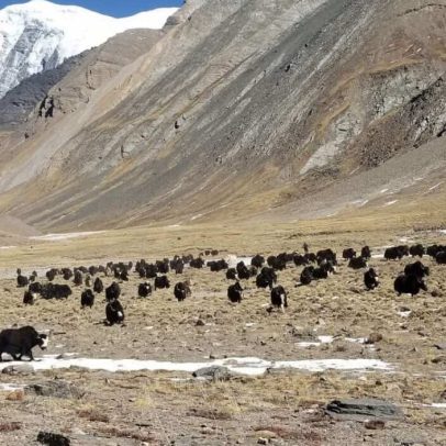 Mudanças climáticas ameaçam tradições de criação de yak no Nepal