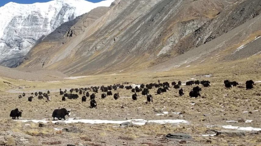 Mudanças climáticas ameaçam tradições de criação de yak no Nepal