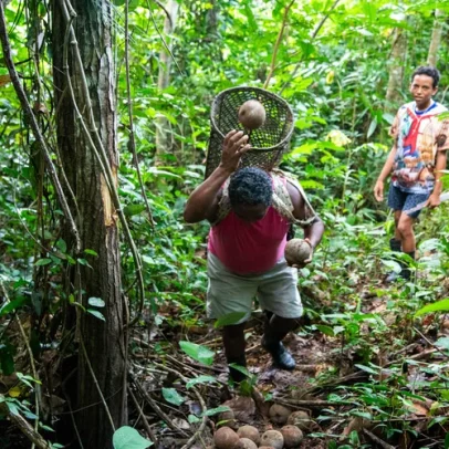 Fundo de US$ 25 milhões financiará pequenos produtores na Amazônia