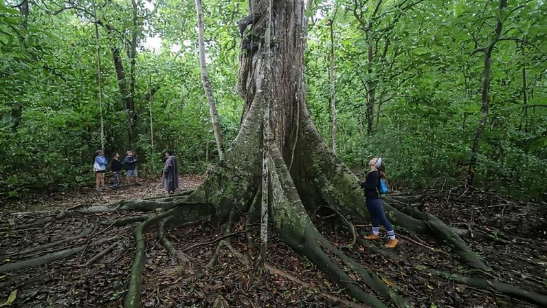 A cobertura arbórea atual e futura será capaz de mitigar apenas entre 9% e 10% do aumento de temperatura projetado pelas mudanças climáticas até 2050 (Leandro Fonseca/Exame)