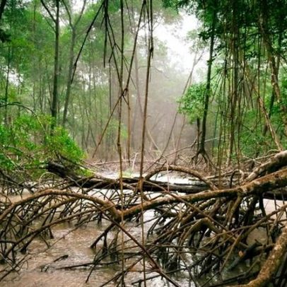 Manguezais da Amazônia podem armazenar até três vezes mais carbono que florestas