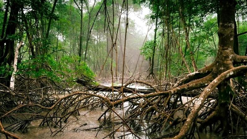 A lógica é transformar a conservação do ecossistema em fonte de renda por serviços ambientais