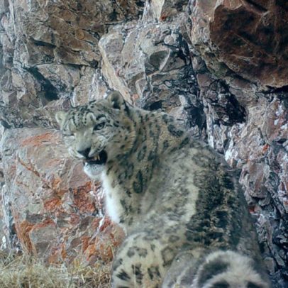 Corredor climático em Quirguistão beneficia leopardos-das-neves e pastores