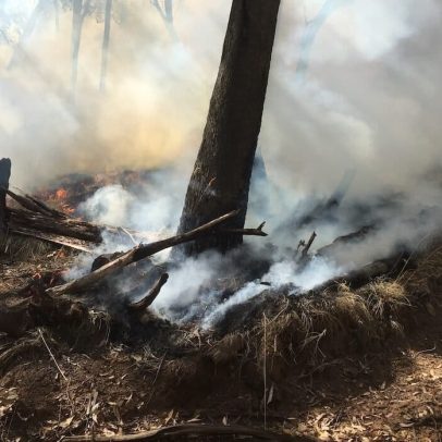 Declínio da saúde das árvores na Austrália é problema tão grave quanto incêndios