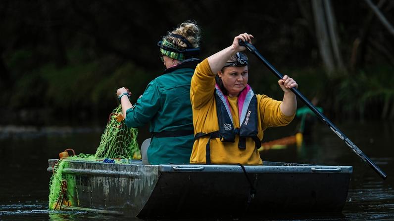 This elusive animal hunts in the dim light of dawn and dusk, making it difficult to observe and hard to count. One of the few ways to survey them is by laying nets, pictured here.