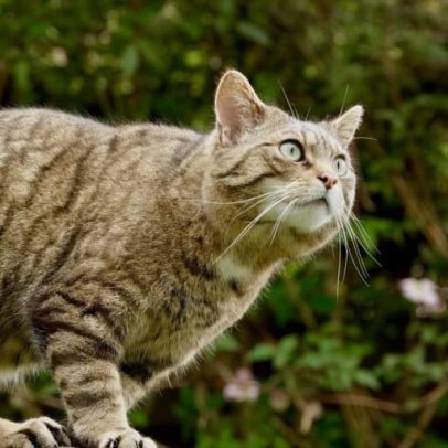 Gato-bravo europeu oscila entre recuperação e extinção local