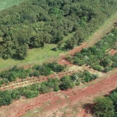 SP firma parceria para restauração ecológica do Pontal do Paranapanema