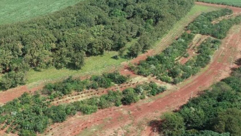 Além da restauração ecológica, o convênio, assinado em 19 de fevereiro de 2026, prevê o desenvolvimento de projetos de qualificação da produção agrícola, com práticas mais eficientes e sustentáveis que gerem incremento de renda e ganhos ambientais para a população rural.