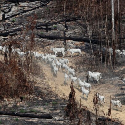 Perda de floresta persiste em terras Ituna, casa de povos isolados