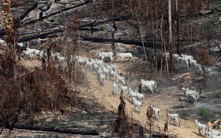 Cattle walk along an illegally burnt deforested area near Novo Progresso, in the northern Brazilian state of Para. Image by AP Photo / Andre Penner.