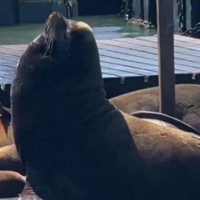 Chonkers, leão-marinho gigante, faz sucesso no Pier 39, em São Francisco
