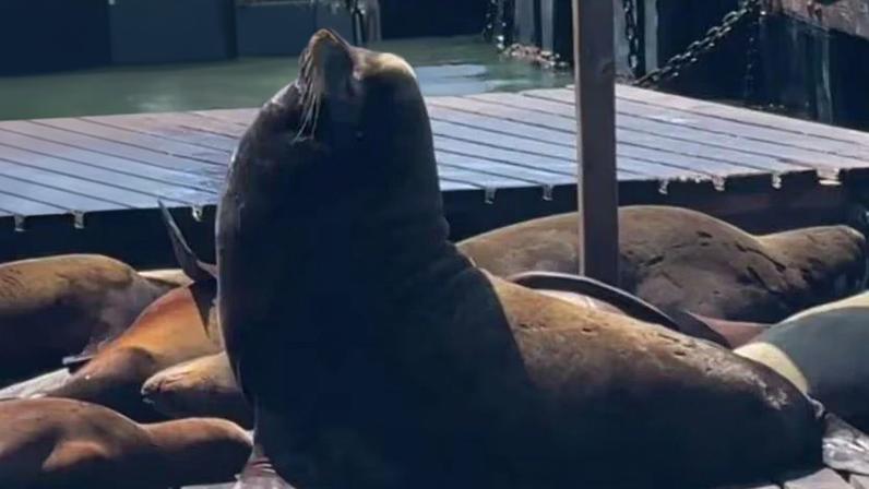 O leão-marinho-de-Steller, se tornou uma estrela do K-Dock do Pier 39
