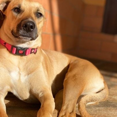 Desigualdade social afeta pets: estudo emociona donos