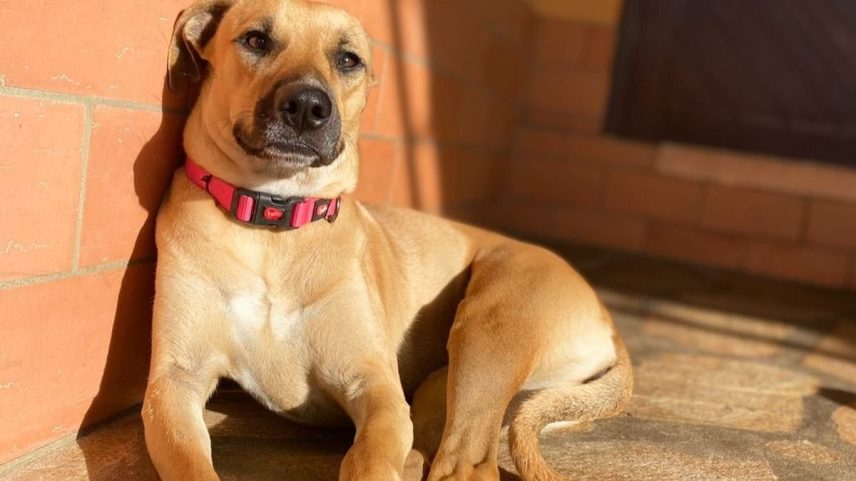 Desigualdade social afeta pets: estudo emociona donos