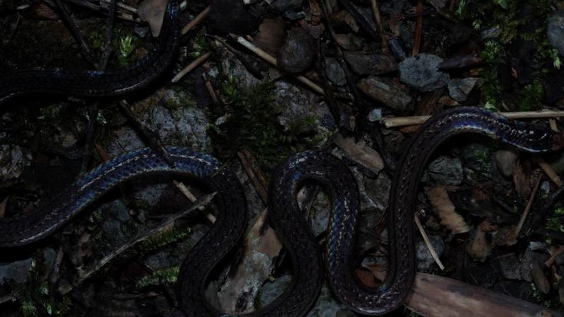 Nova cobra descoberta na China usa a cauda para confundir predadores. (Imagem: Qi, Nguyen, J. Wang, Zeng, Shi, Xu, Song, Zhong Huang, Mo, Poyarkov & Y.-Y. Wang, 2026)
