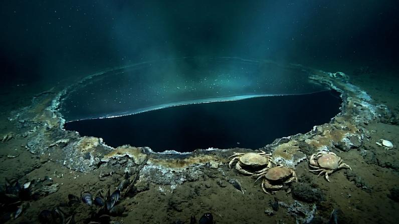 Lago a 1.000 m no Golfo do México tem salmoura cinco vezes maior e mumifica